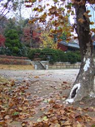Сеульская осень