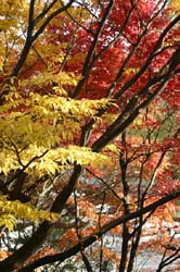Осень в Сеуле